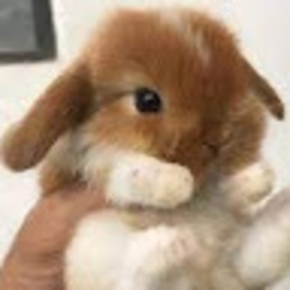 yellowbunny2029